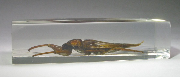 Насекомые №12 - Гигантский водяной клоп (Lethocerus sp.)