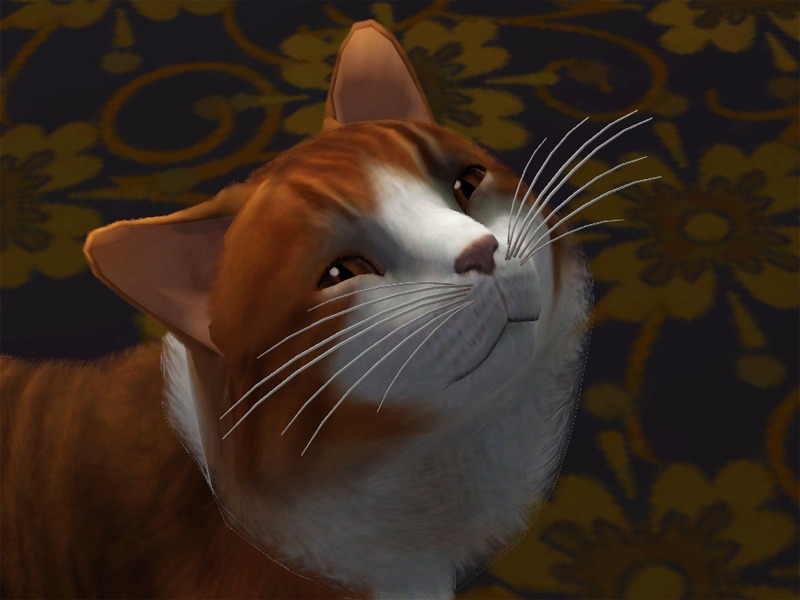 2752976.jpg