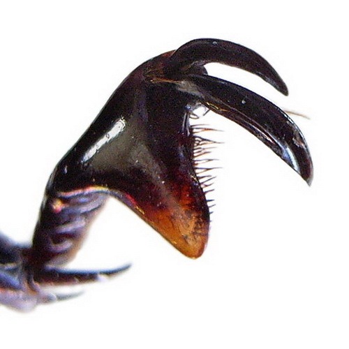 Насекомые №13 - Водолюб черный (Hydrous Piceus)