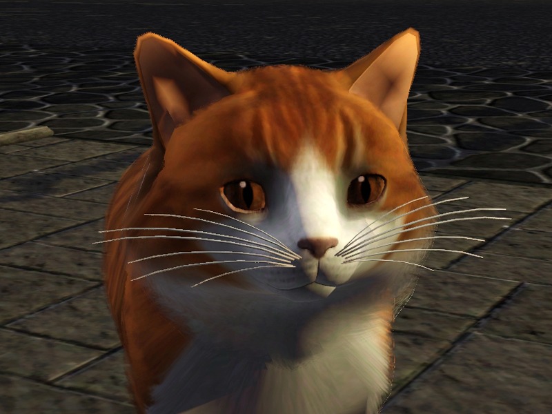 2771631.jpg
