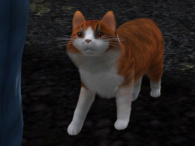 2771656.jpg