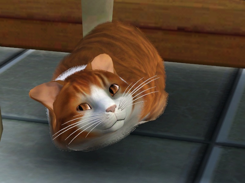 2771684.jpg