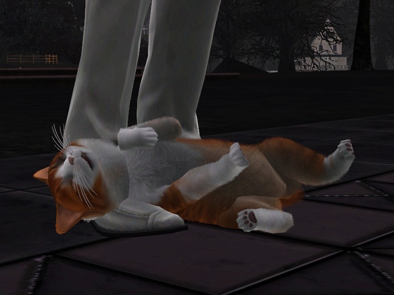 2773167.jpg