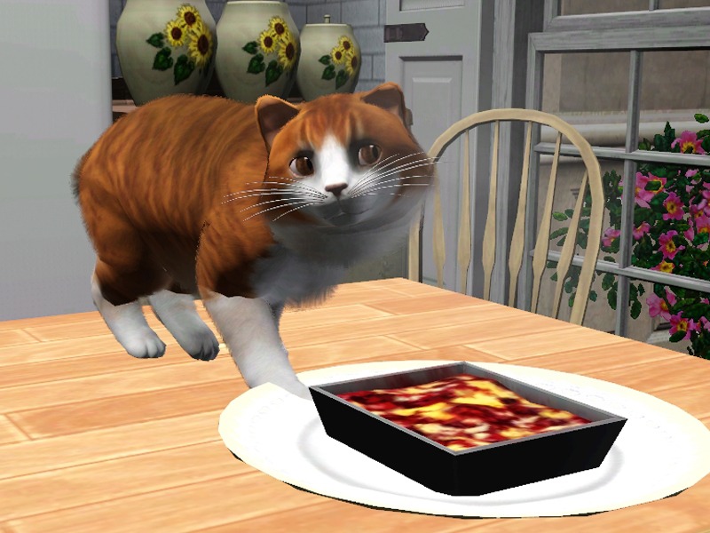 2775325.jpg