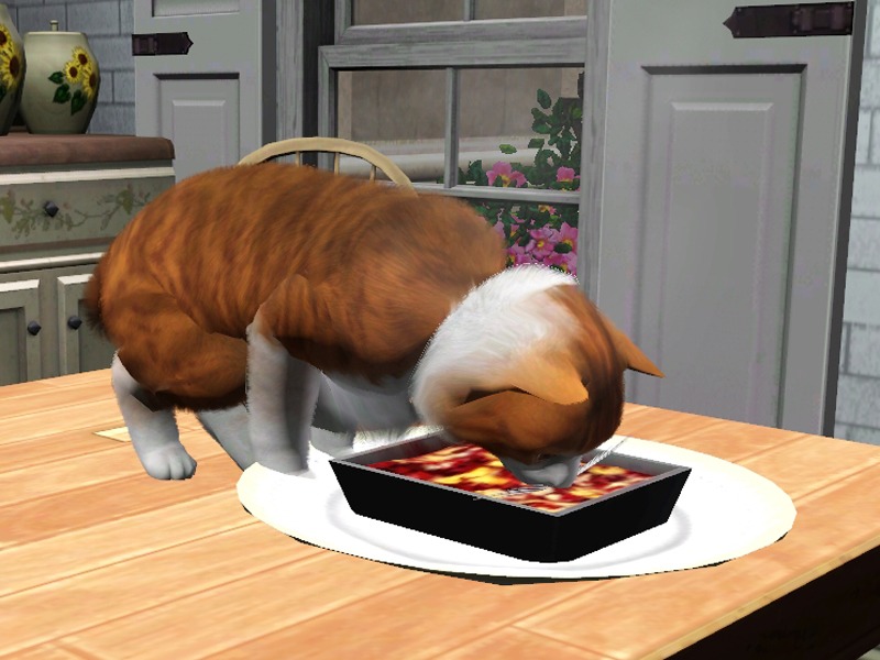 2775329.jpg