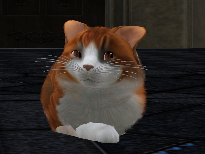 2775339.jpg