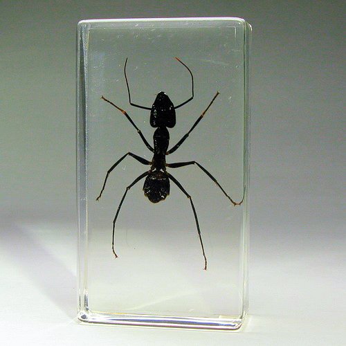 Насекомые №19 - Гигантский Муравей - Древоточец (Camponotus gigas)