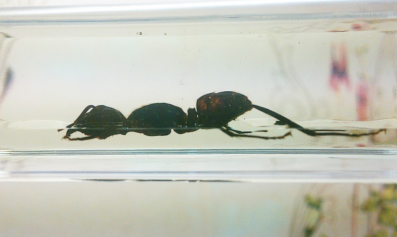 Насекомые №19 - Гигантский Муравей - Древоточец (Camponotus gigas)