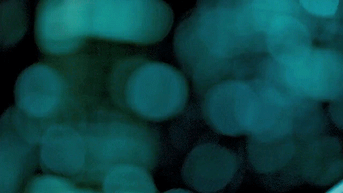 http://4put.ru/pictures/max/946/2906791.gif