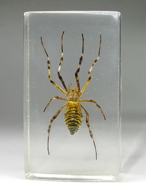 Насекомые №25 - Аргиопа Брюнниха (Argiope bruennichi)