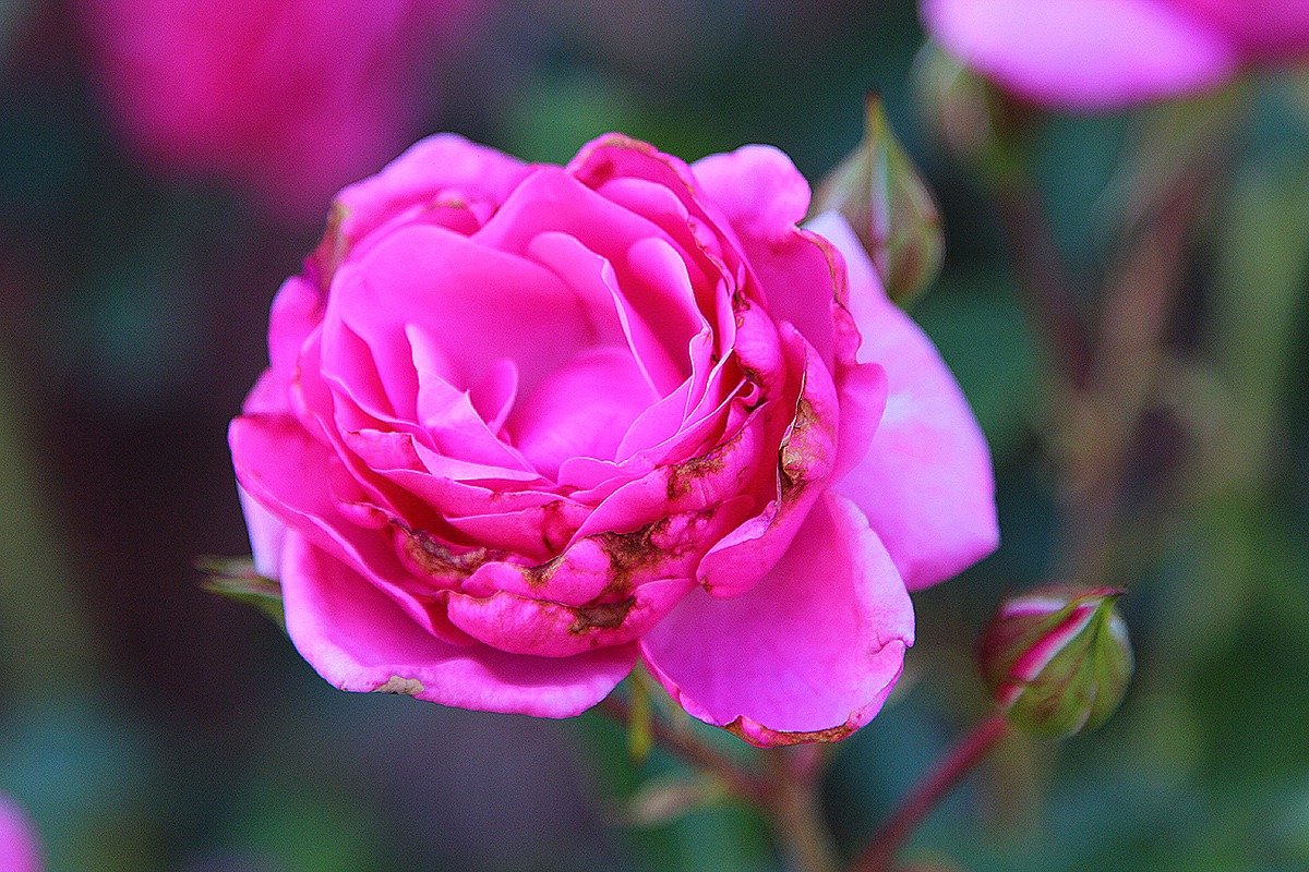 http://4put.ru/pictures/max/951/2924131.jpg