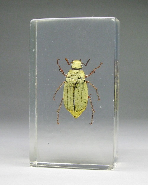 Насекомые №26 - Белый бриллиантовый жук (Cyphochilus sp.)