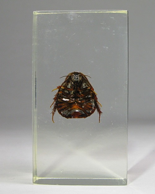 Насекомые №29 - Таракан-черепашка (Polyphaga sp.)