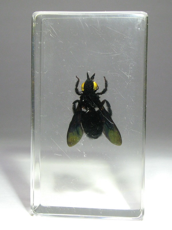 Насекомые №32 - Пчела - листорез (Megachilidae)