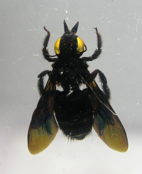 Насекомые №32 - Пчела - листорез (Megachilidae)