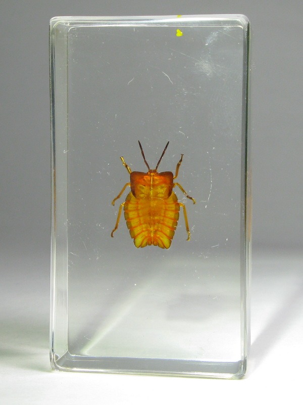 Насекомые №35 - Красный клоп Личи (личинка)(Tesseratoma papillosa)