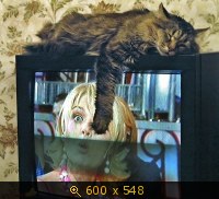 Спящий кот на телевизоре