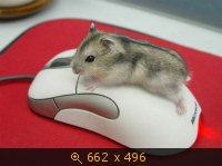Мышка