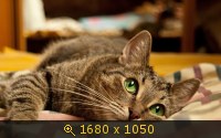 Животные, Кошки, картинка 3194135.jpg