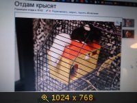 пушистики