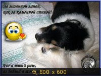 Животные, Украина, картинка 3326178.jpg