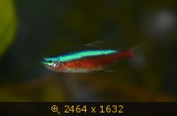 Картинка с форума