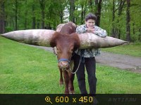 Показать изображение