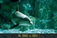дельфины 50