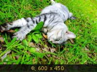 Животные, салон, картинка 447993.jpg