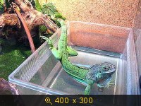 Животные, салон, картинка 455448.jpg