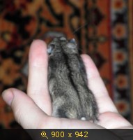 Хомяк