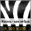 жизнь как зебра