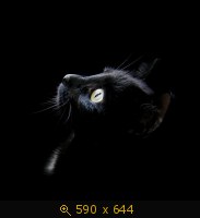 кошка чёрная 3