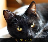 кошка чёрная 6