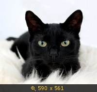 кошка чёрная 7