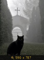 кошка чёрная 11