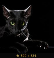 кошка чёрная 18
