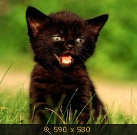 кошка чёрная 19