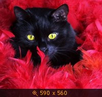 кошка чёрная 20