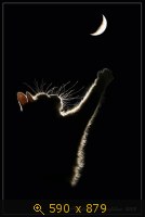 кошка чёрная 22
