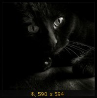 кошка чёрная 25