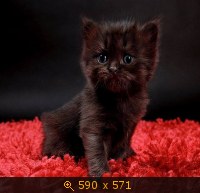 кошка чёрная 26