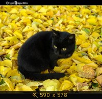 кошка чёрная 27