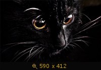 кошка чёрная 28