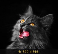 кошка чёрная 29