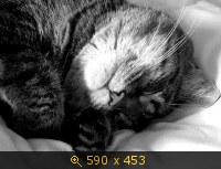 кошка чёрная 32