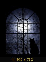 кошка чёрная 33