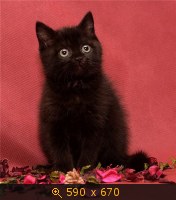 кошка чёрная 34