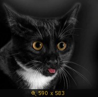 кошка чёрная 36