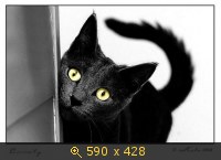 кошка чёрная 38